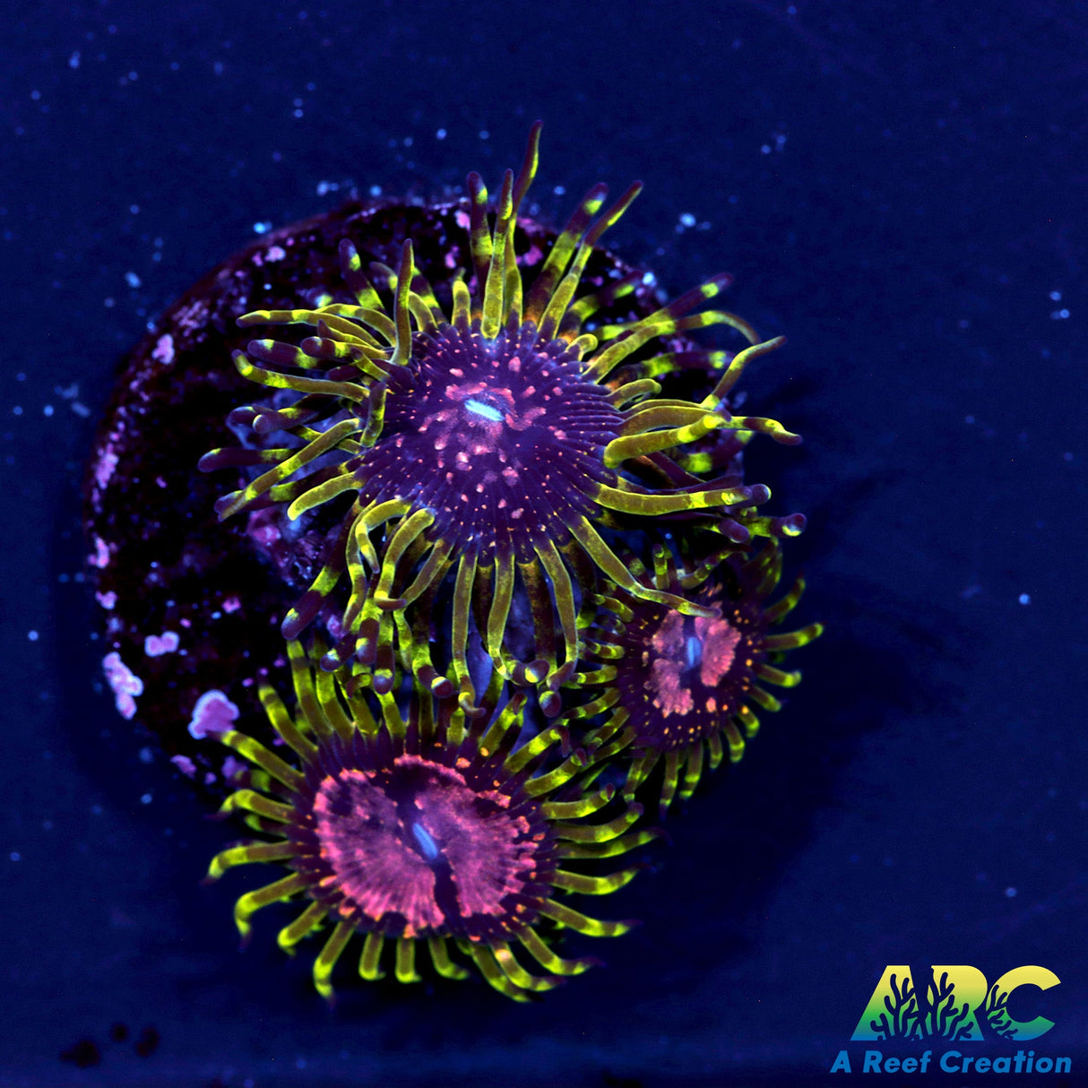 WWC Purple Monster Zoas