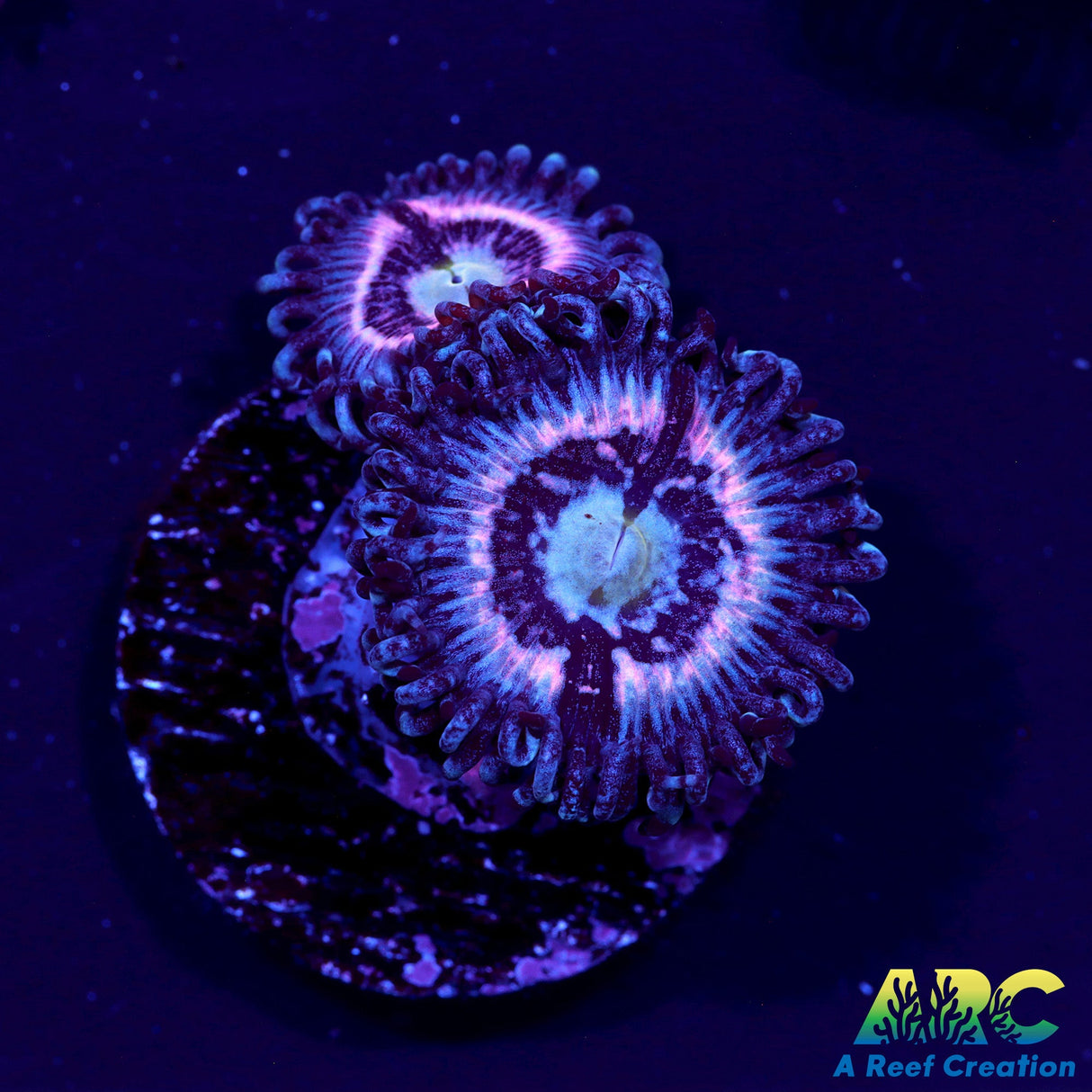 CC Pink Constellations Zoas