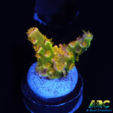 Walt Disney Acro