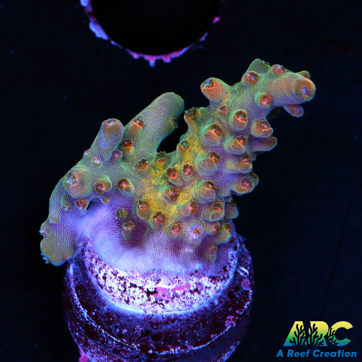 ARC Anthony's Pink Granulosa (Yellow Graft)