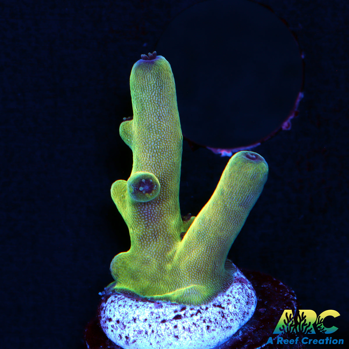 ARC Cool Granulosa