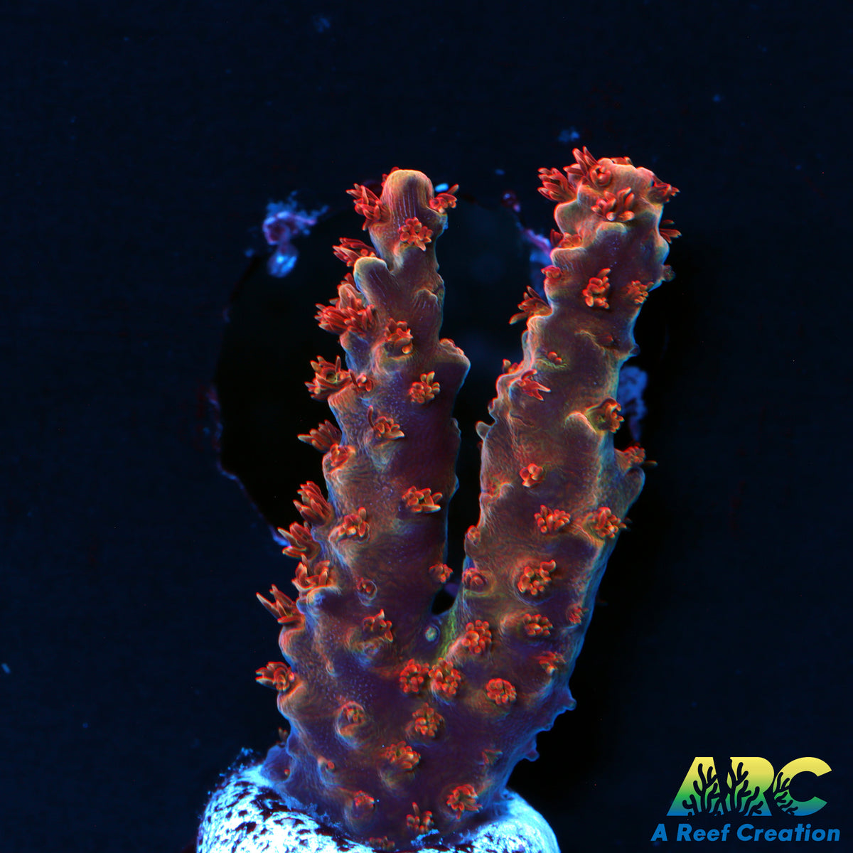 ARC RedRum Acro