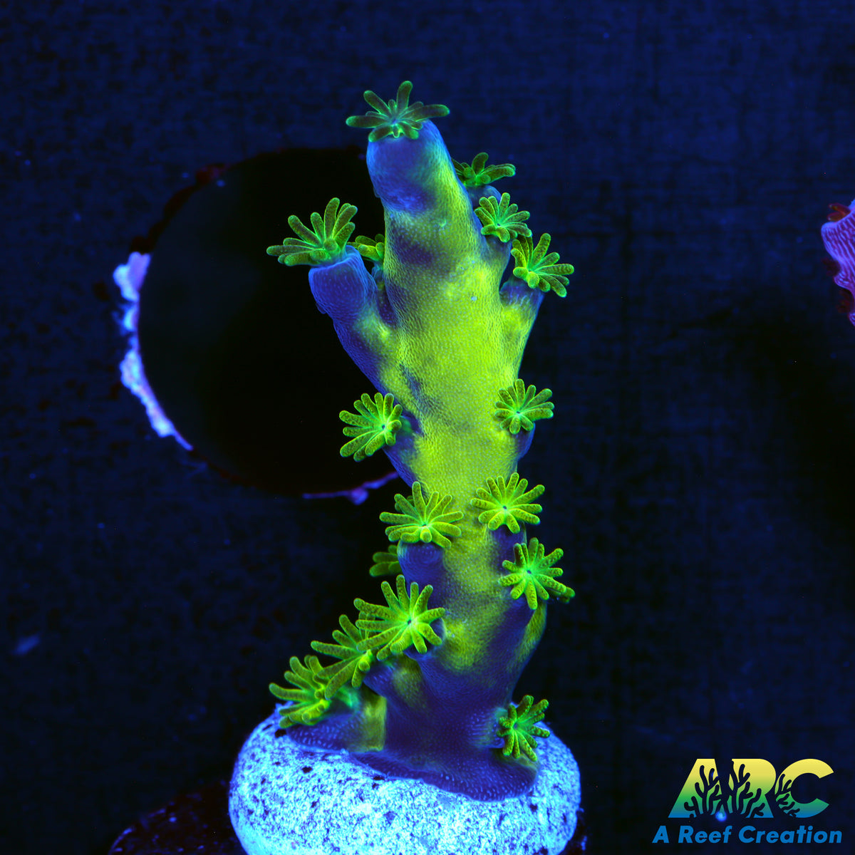 ARC Bullfrogs
