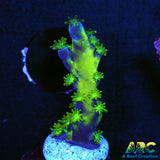 ARC Bullfrogs