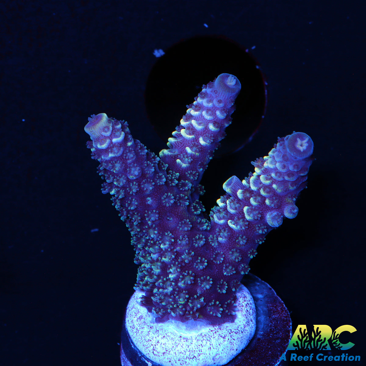 ARC Blue Mili