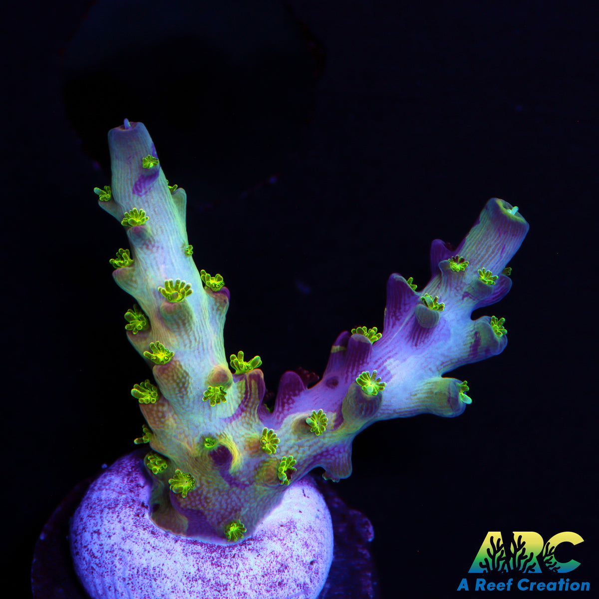 TCK Grafted kaleidoscope