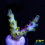 TCK Grafted kaleidoscope