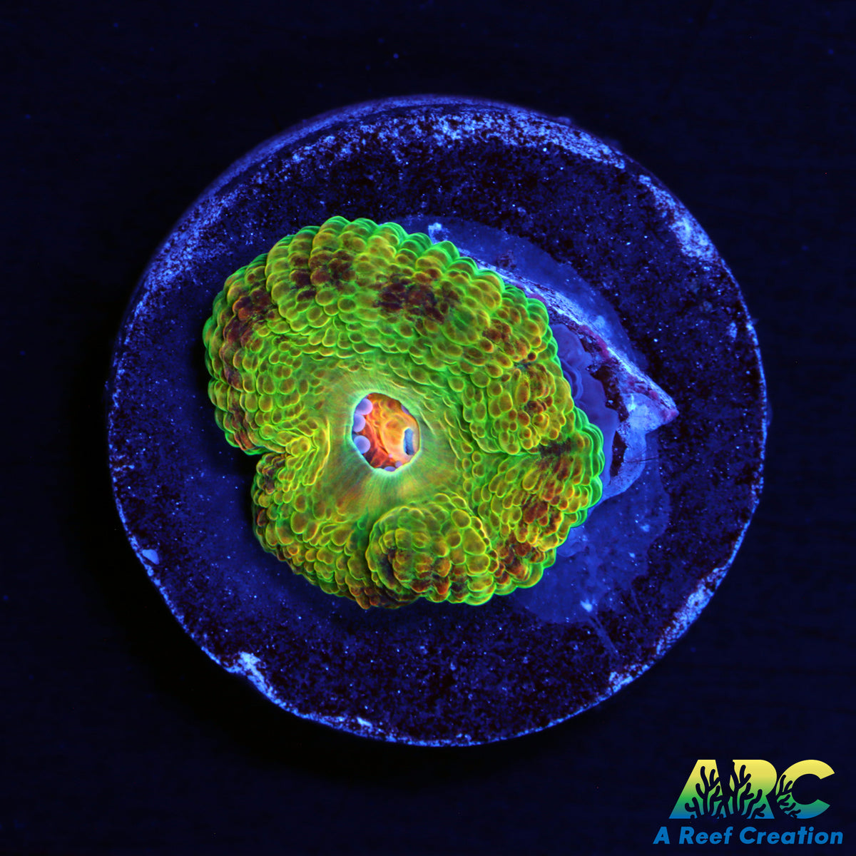 BSA Kill Shot Acan