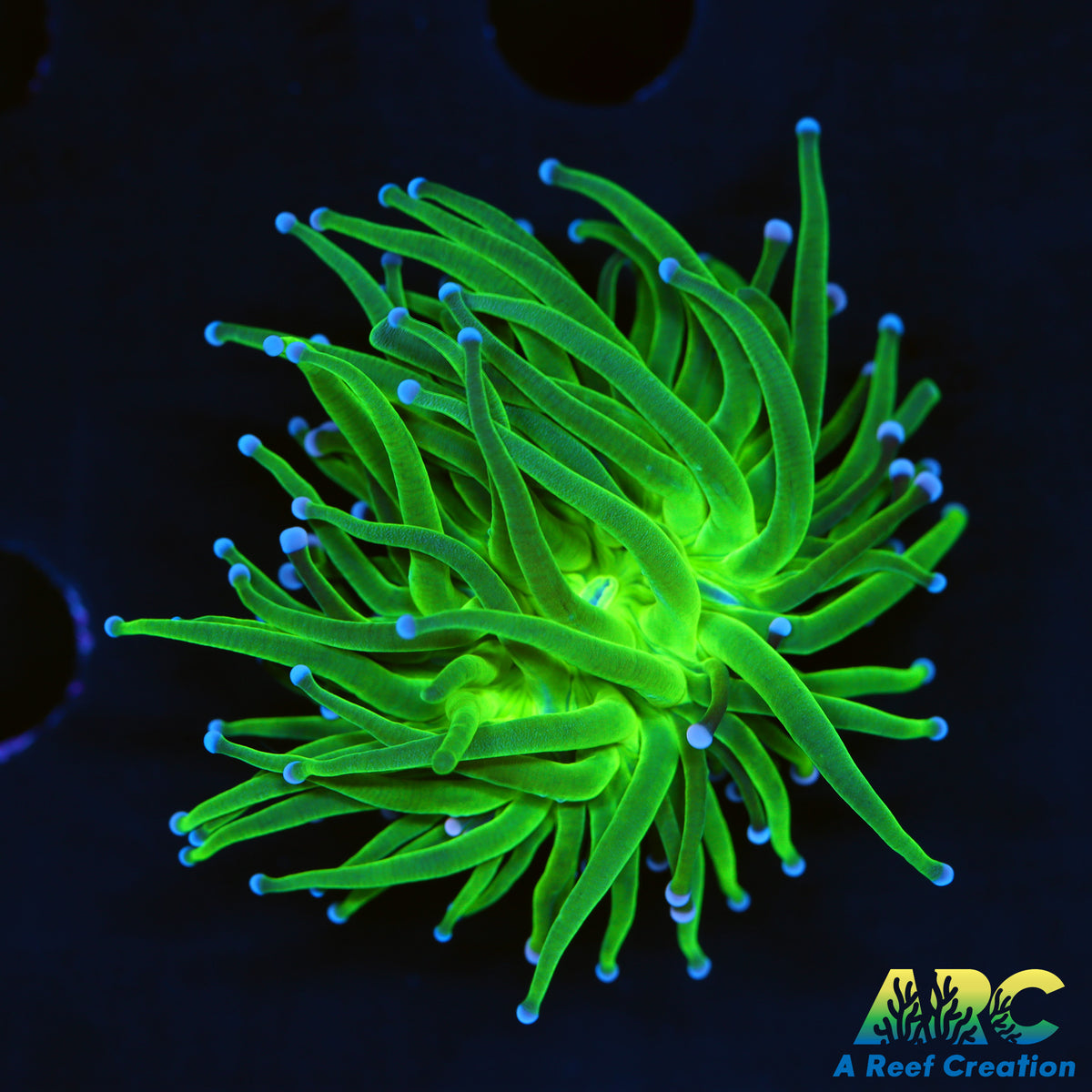 ARC Cotton Candy Torch
