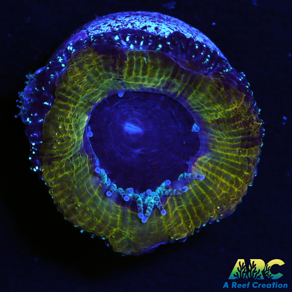 ARC Mellow Yellow Acan