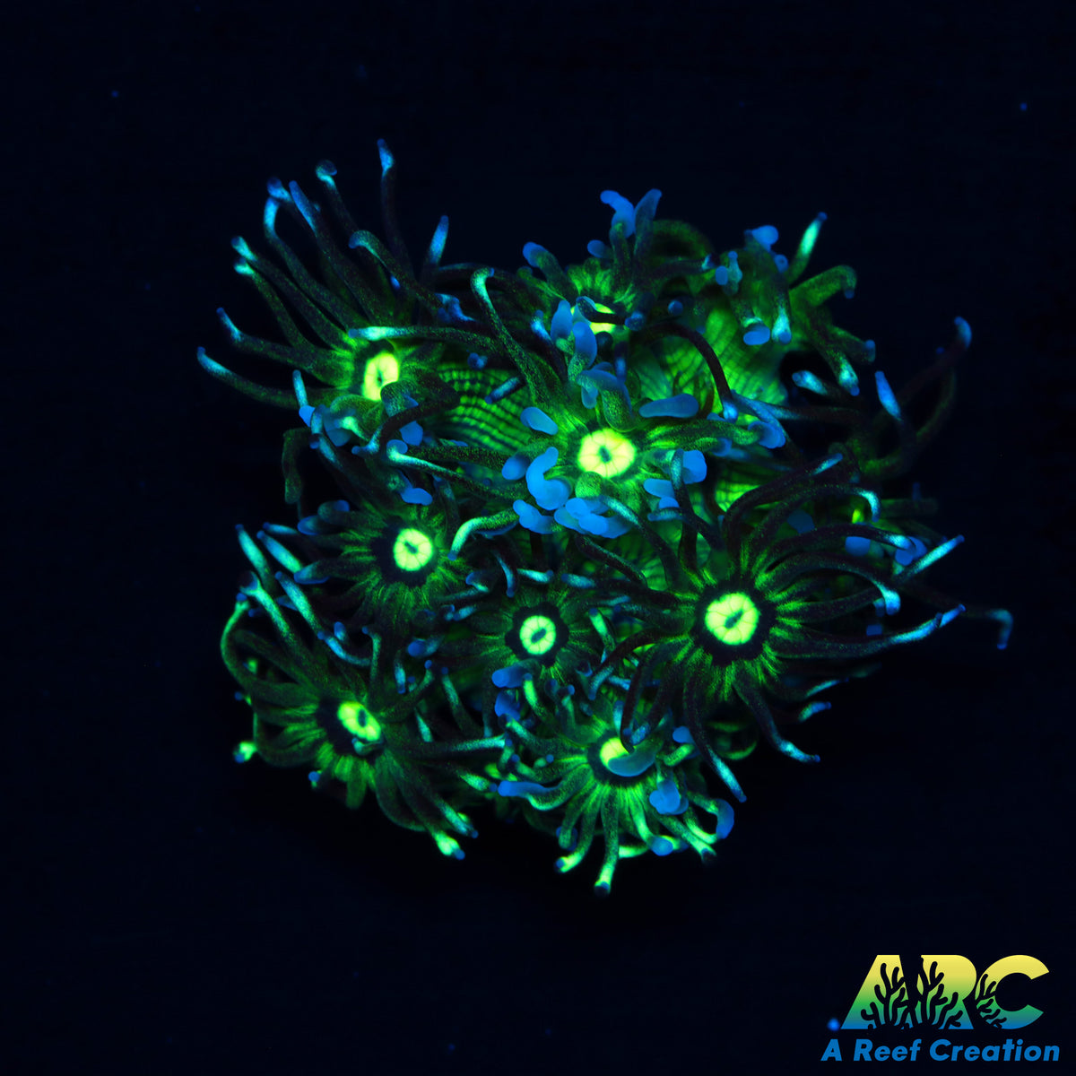 ARC Kryptonite Goni