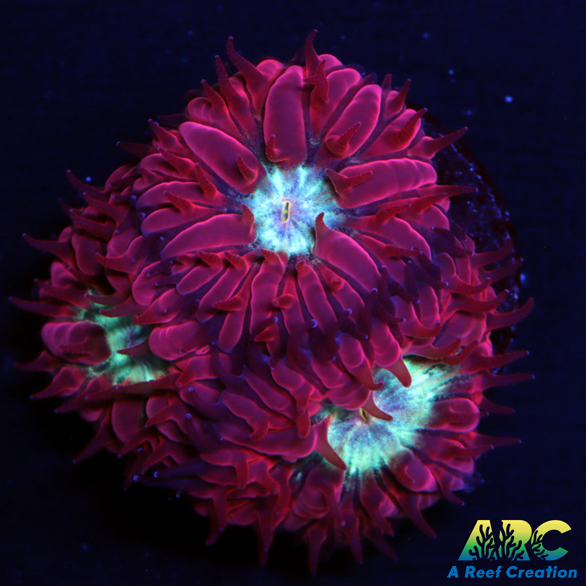 ARC Jeff's Blastos Merletti