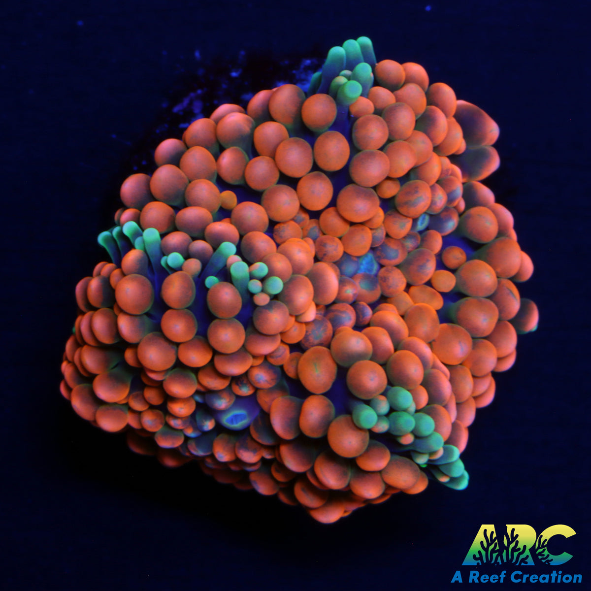 Rainbow Ricordea