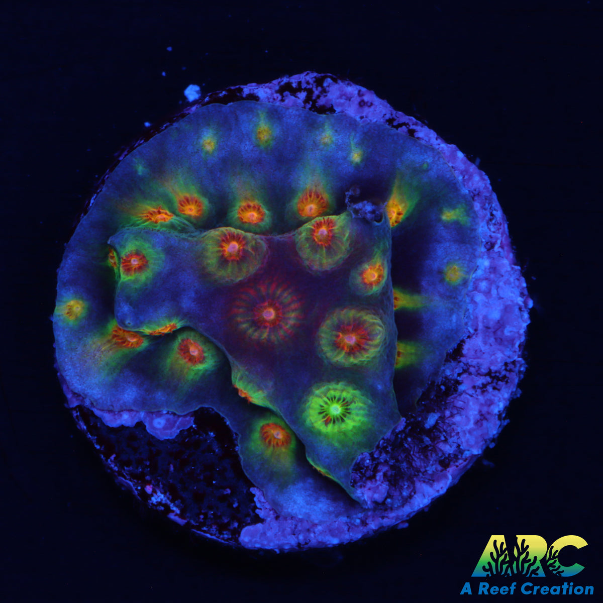 ARC Techno Viking Cyphastrea