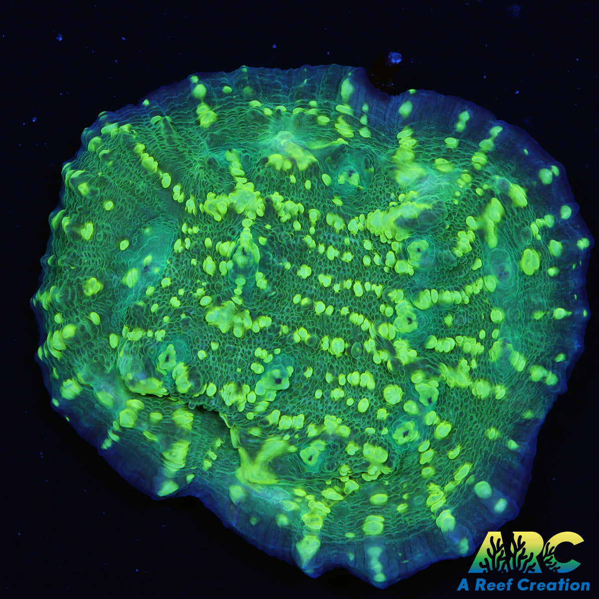 ARC Neon Bubble Chalice