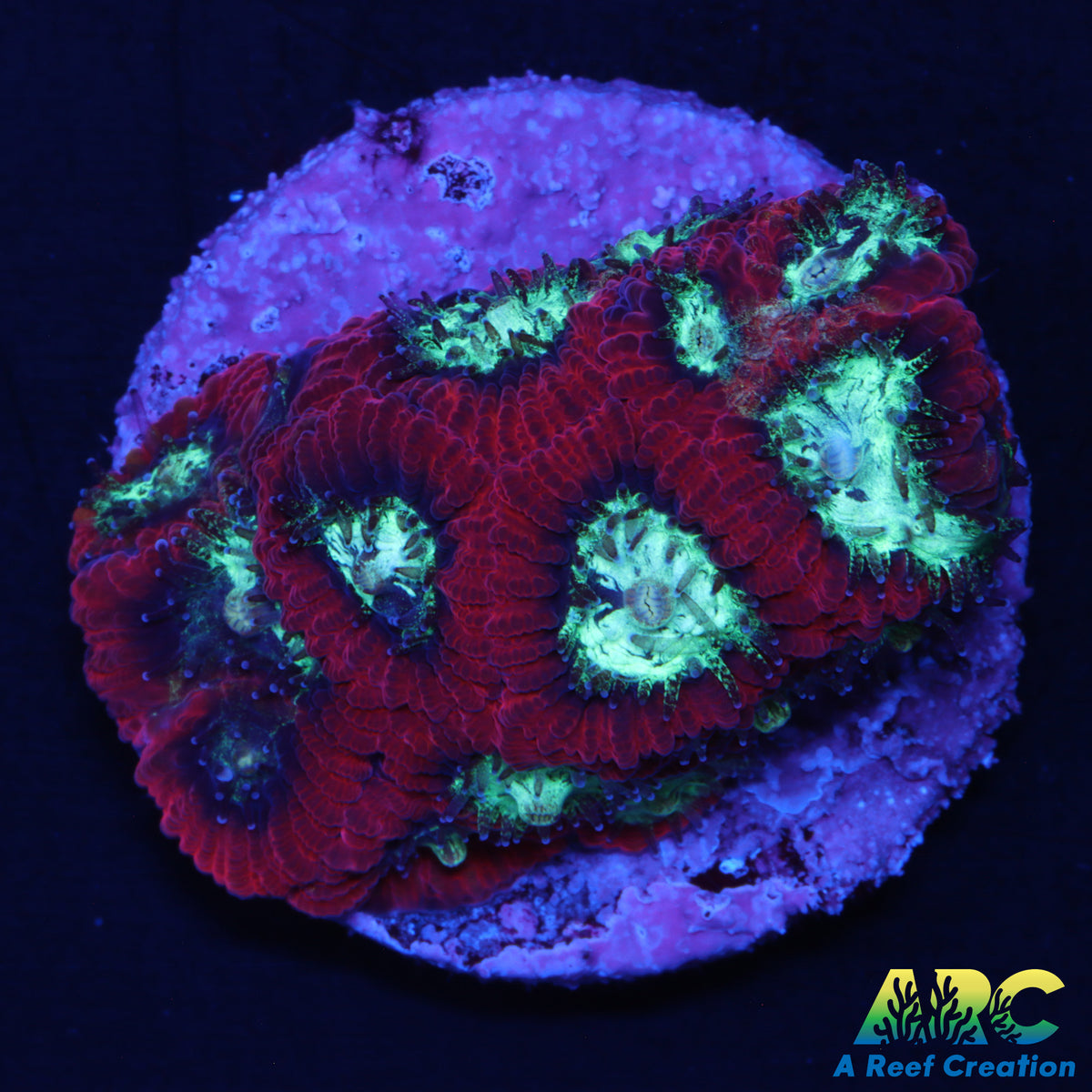 ARC Red Ring Micro
