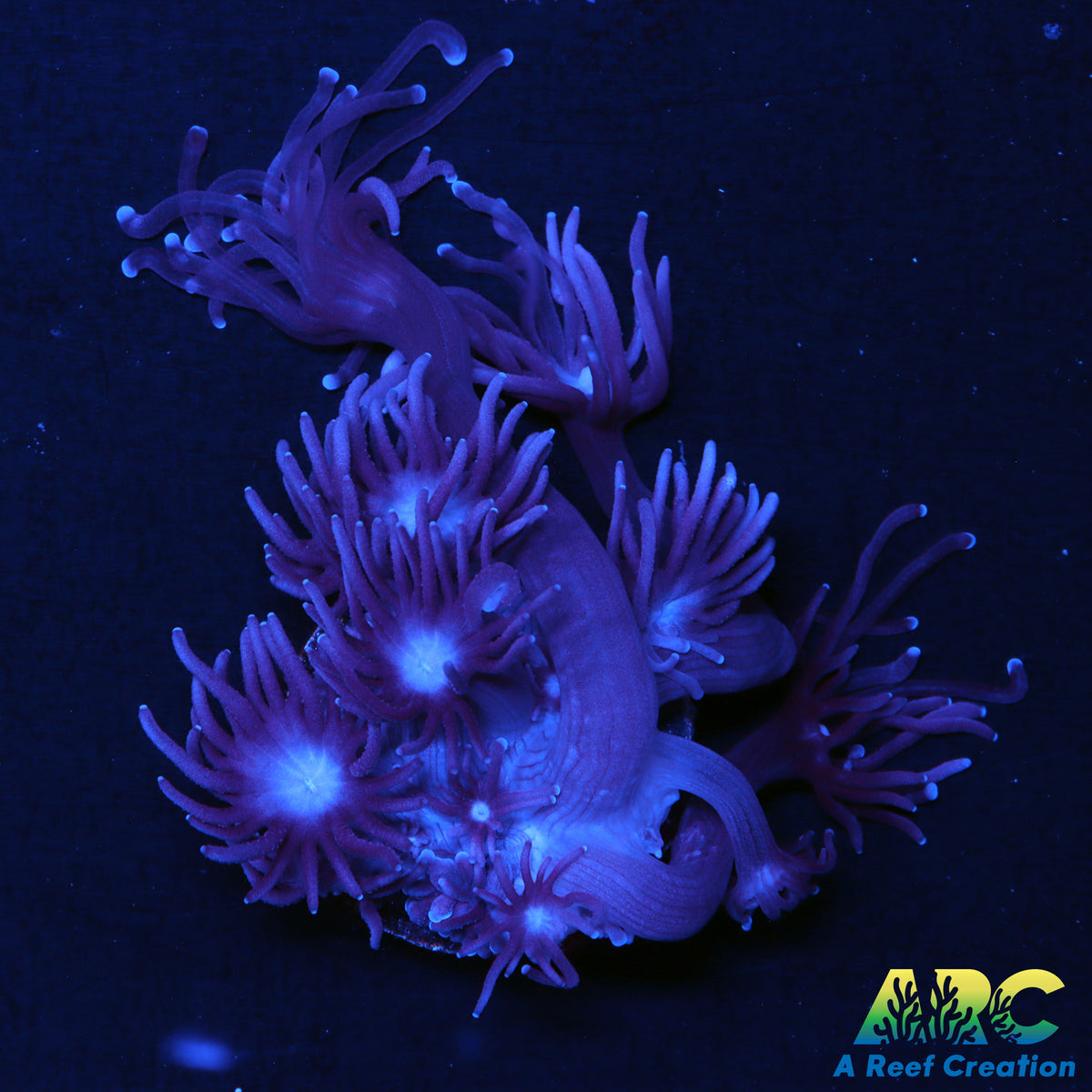ARC Purple Goni