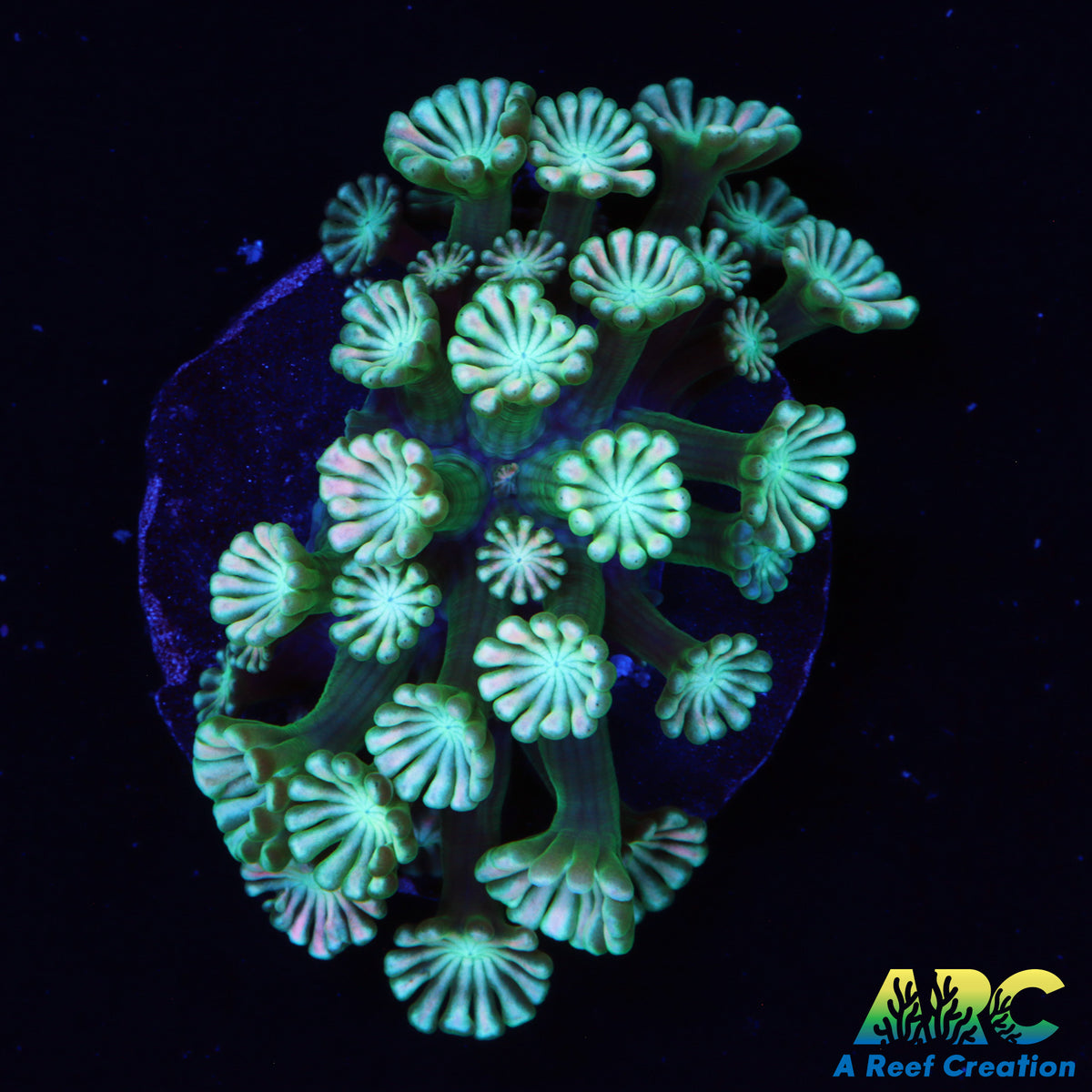 ARC Bicolor Alveo