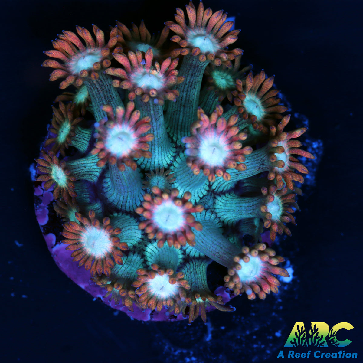 ARC Cotton Candy Goni