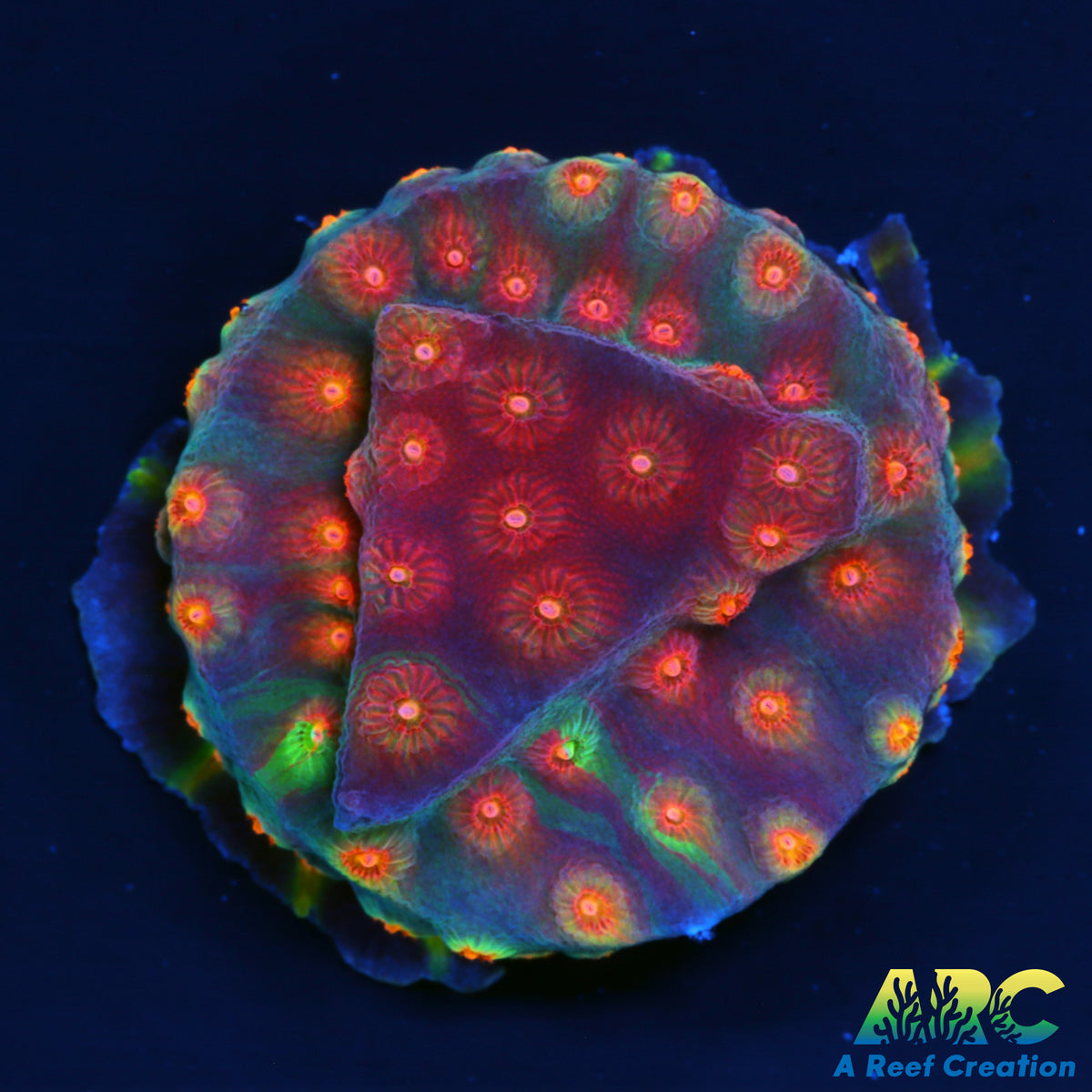 ARC Monet's Maddness Cyphastrea