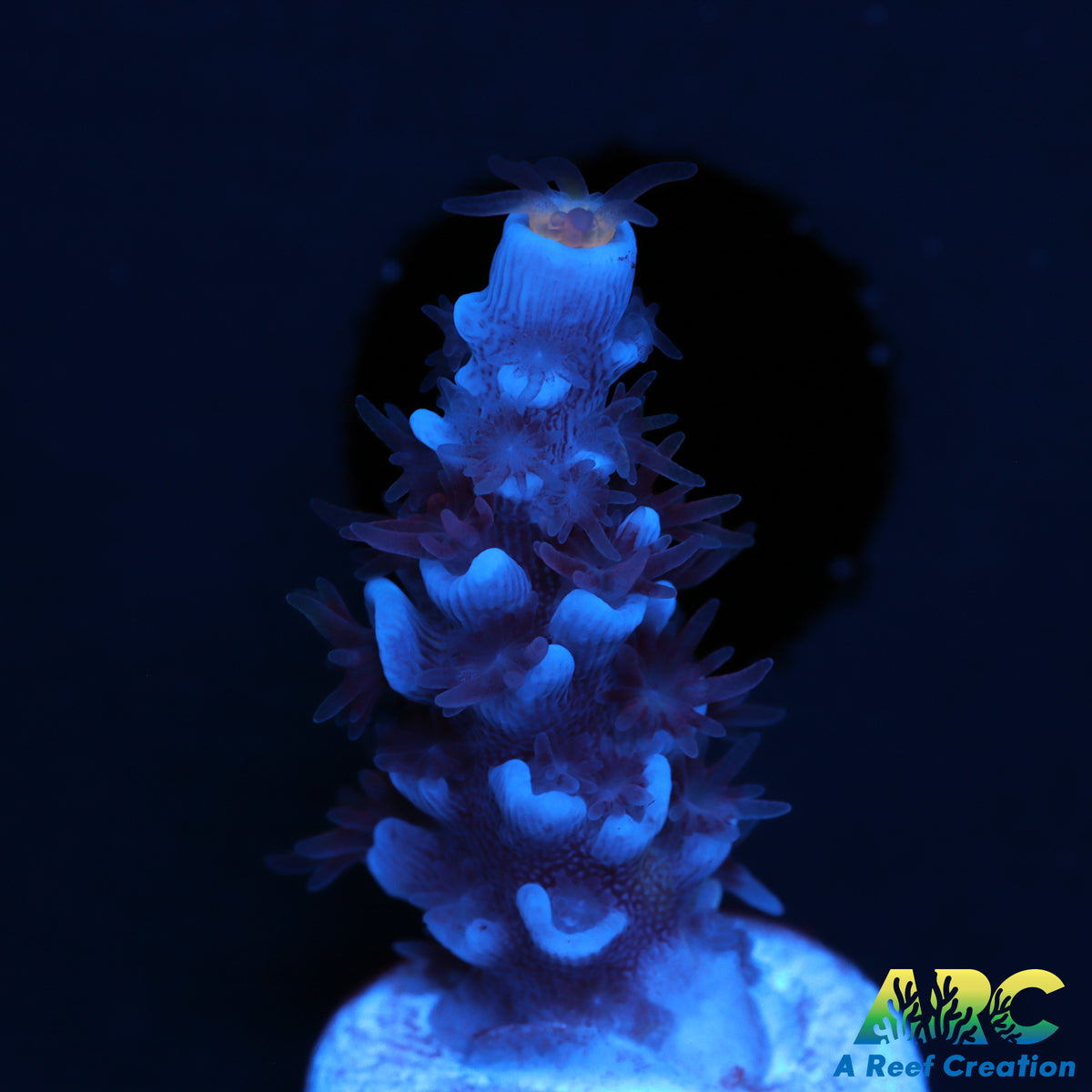 ARC Blue Birds