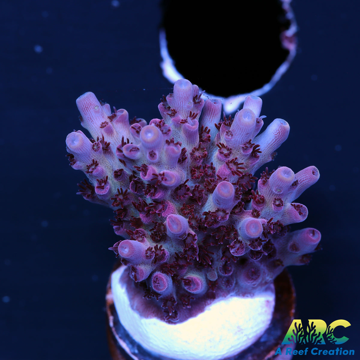ARC Pomegranate Table