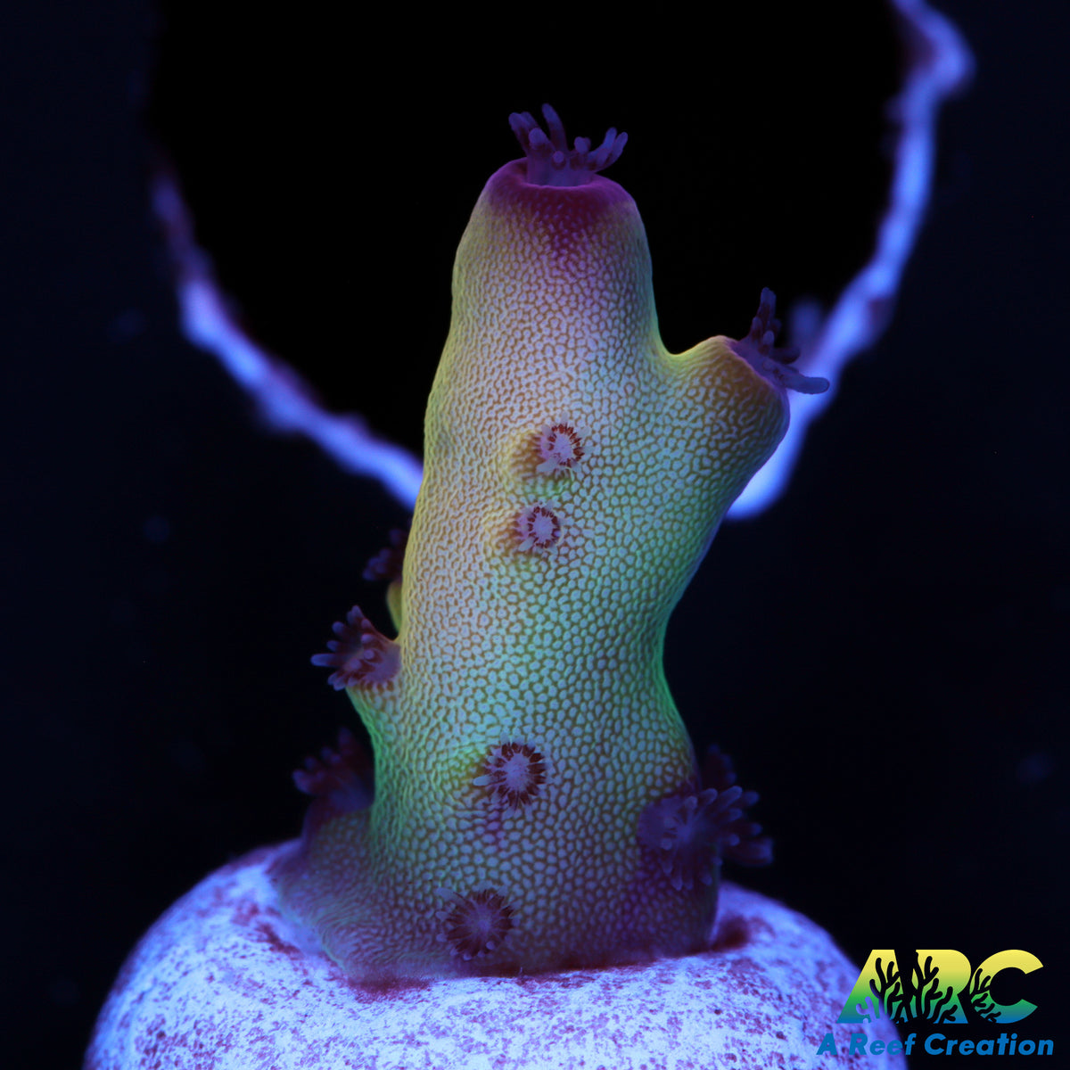 TUSI'S Rainbow Granulosa