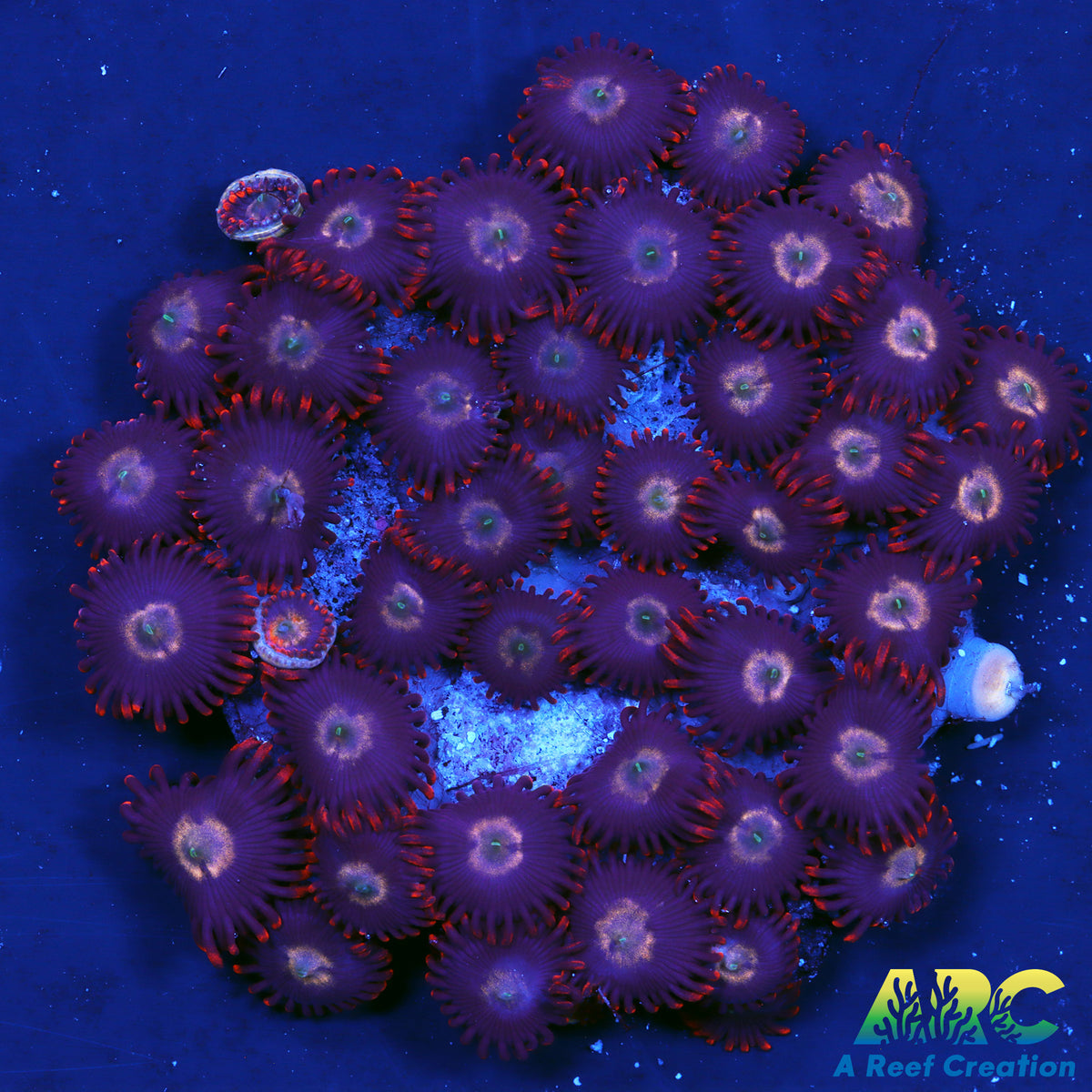 Keith's old School zoas