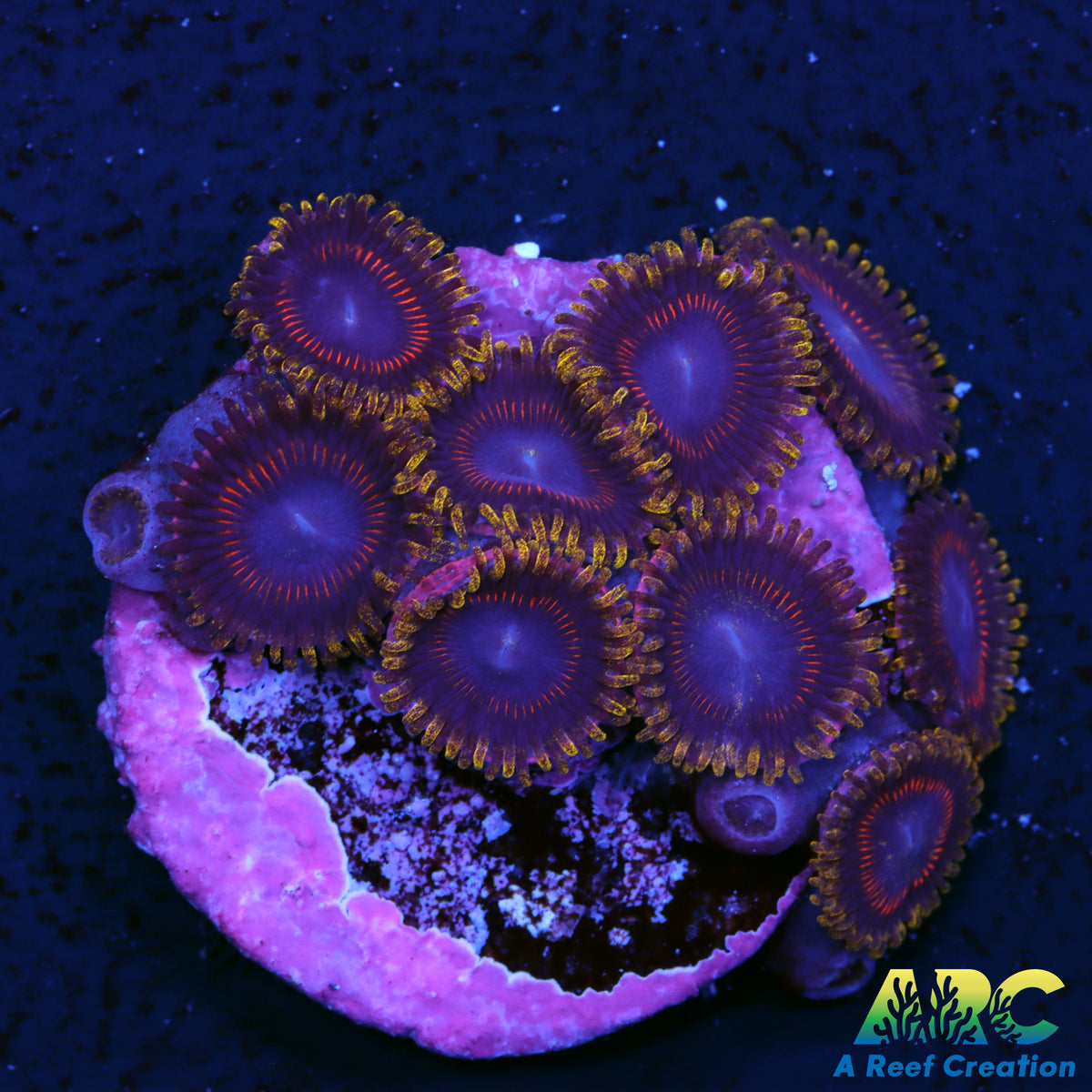 Jawbreaker Zoa