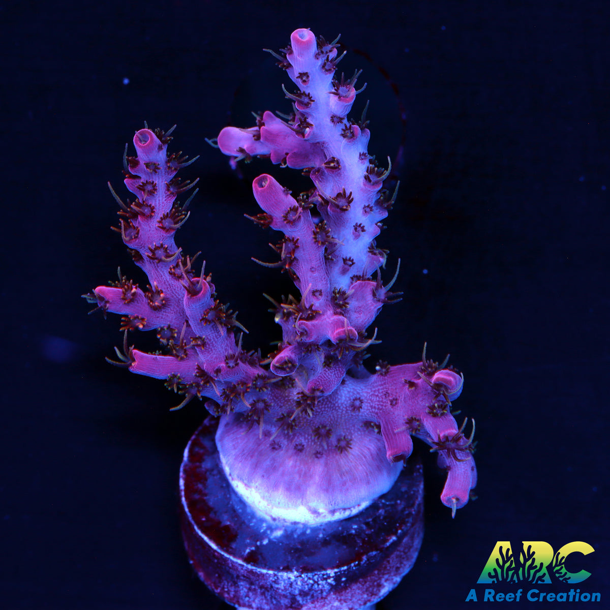 WWC Pink Passion