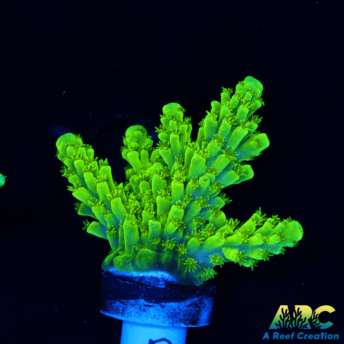 Jake Adam's Acropora Flordia