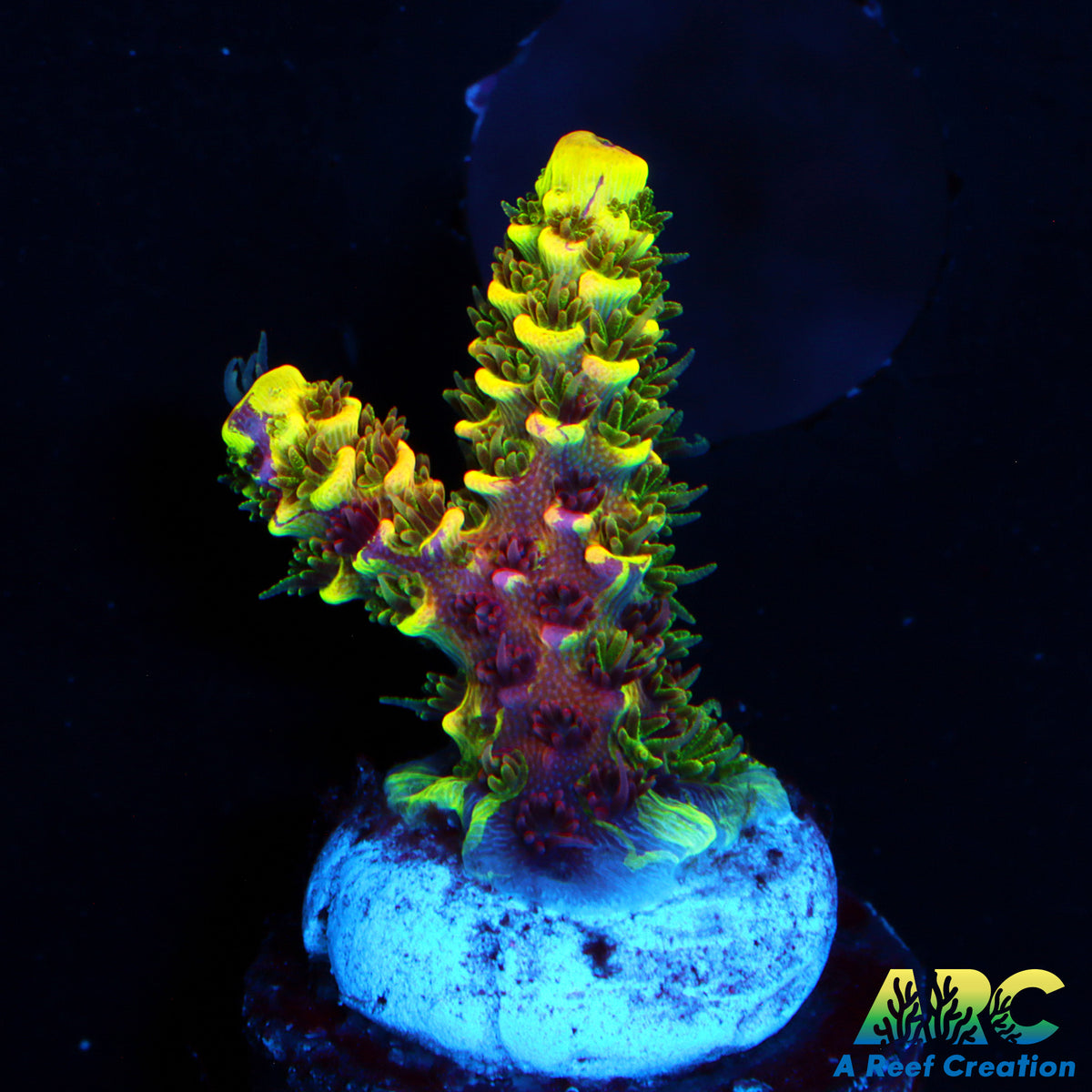 RRC Rainbow Splice