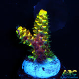 RRC Rainbow Splice