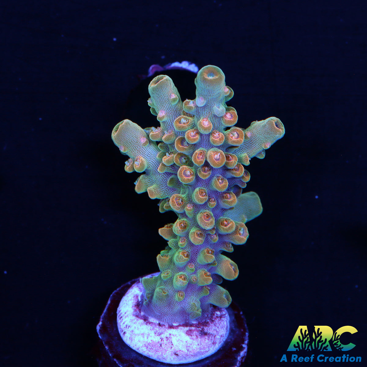 ARC Anthony's Pink Granulosa