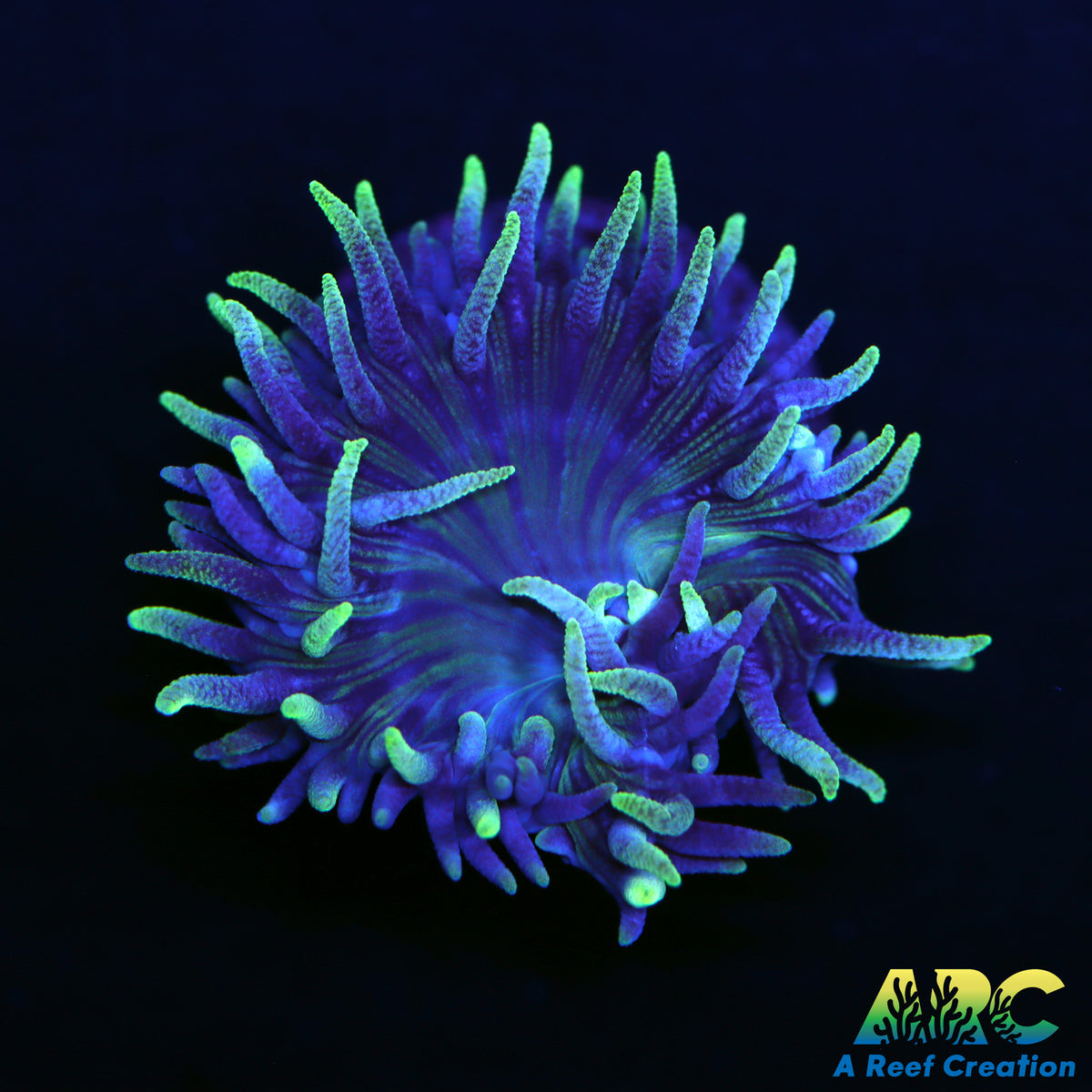 ARC Lemon Lime Ducan