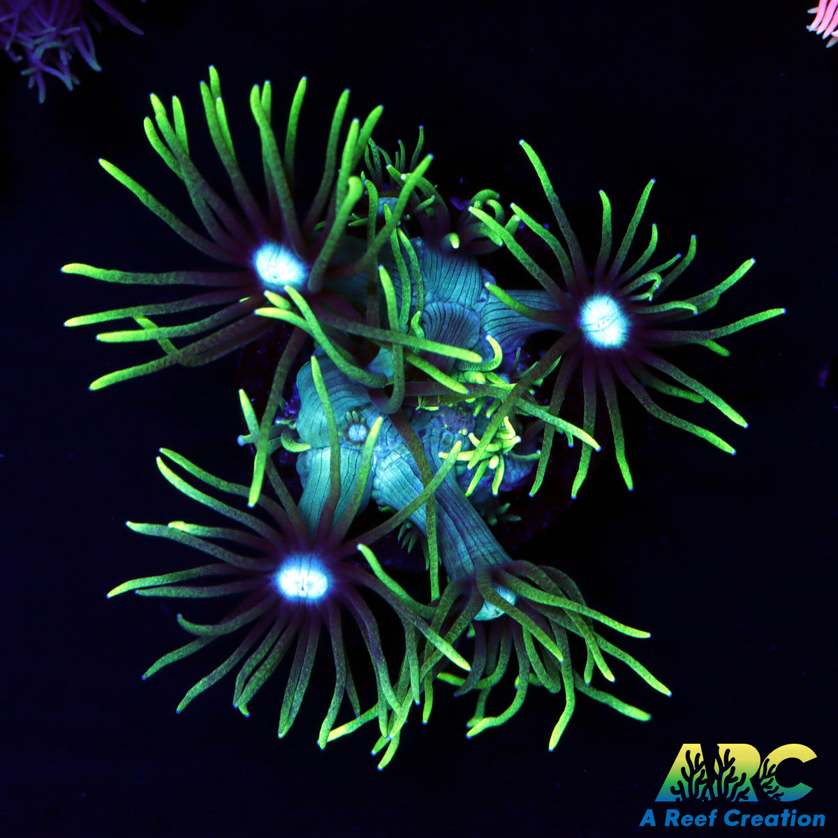 ARC Black Light Goni