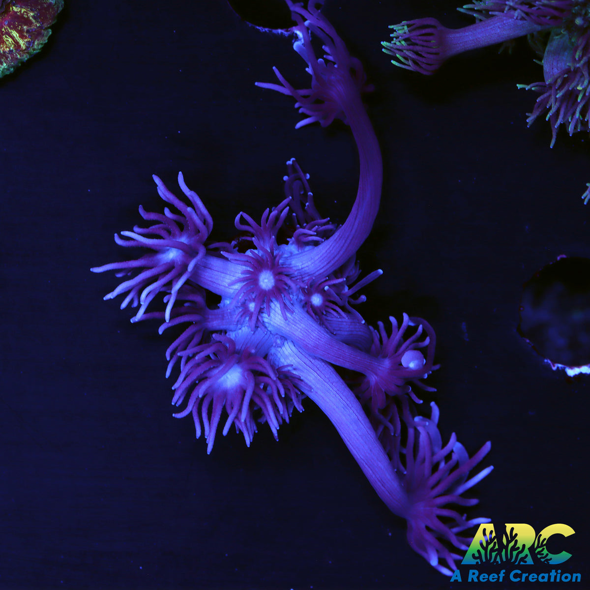 ARC Purple Goni