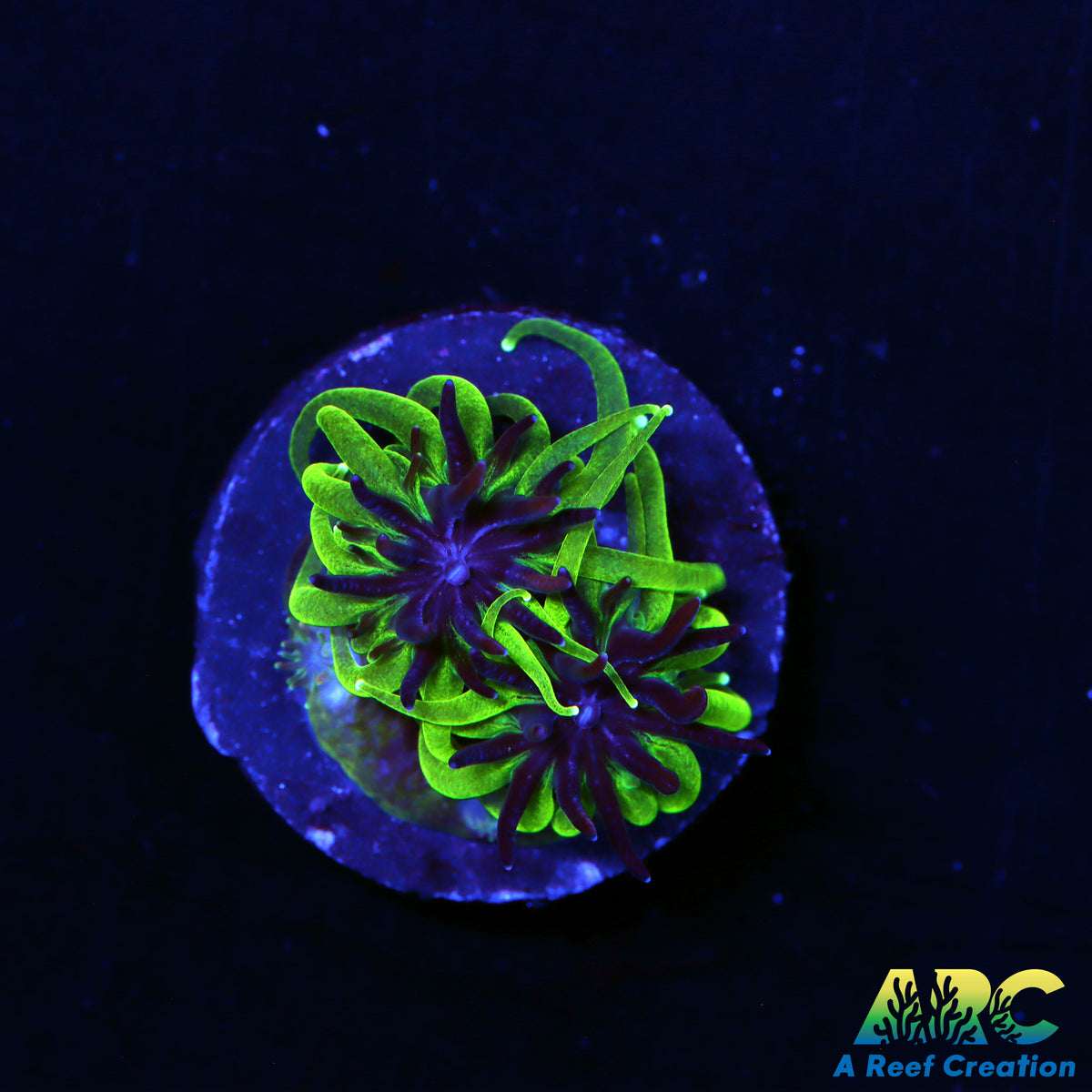CC Sonic The Hedgehog Galaxia