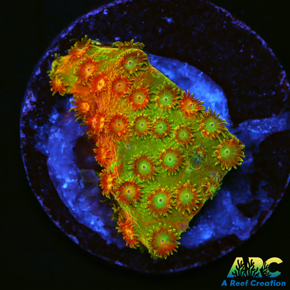 Circuit Breaker Cyphastrea