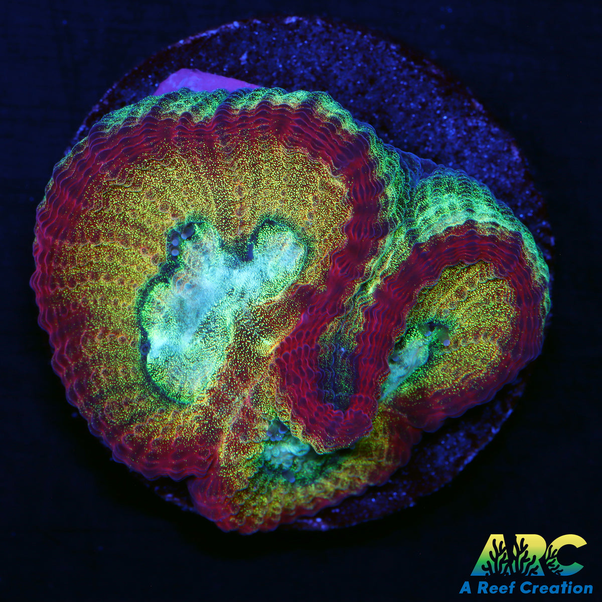 UC Regal Goniastrea