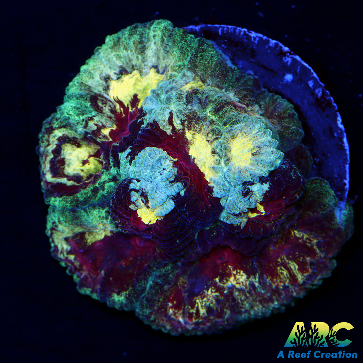 ARC Tie Dyed Favia