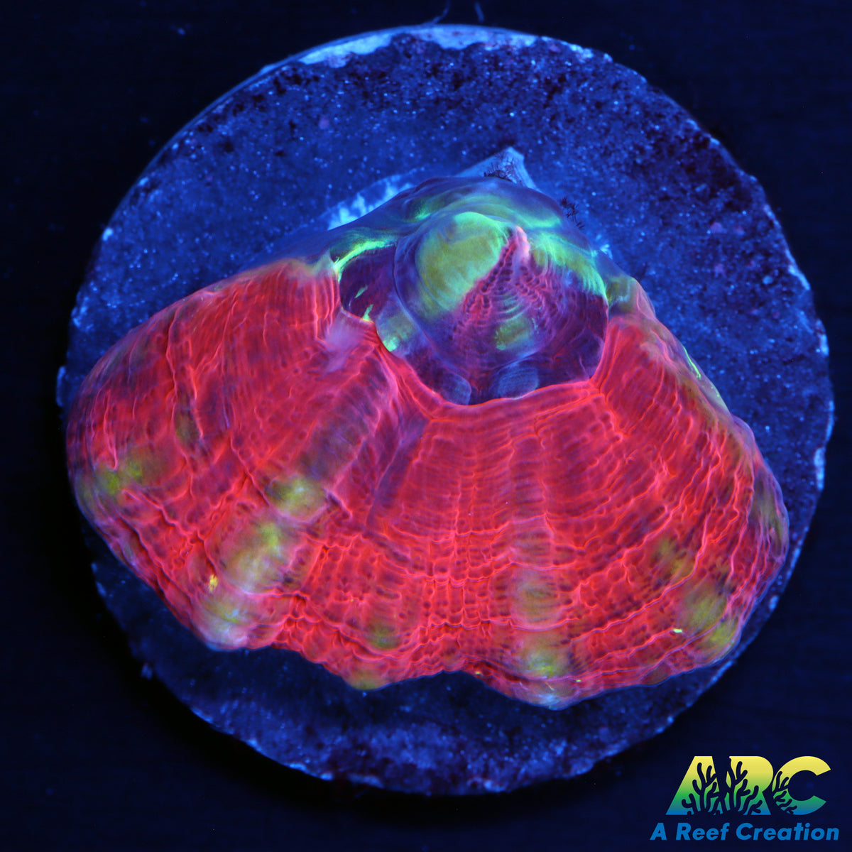 ARC Colored Scoly Frag
