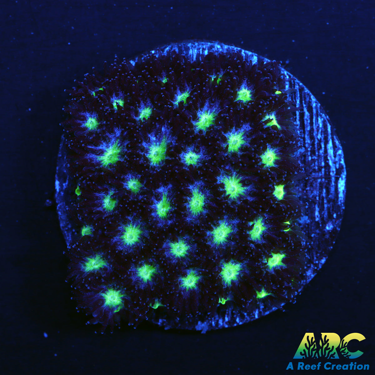 Blueberry Leptastrea