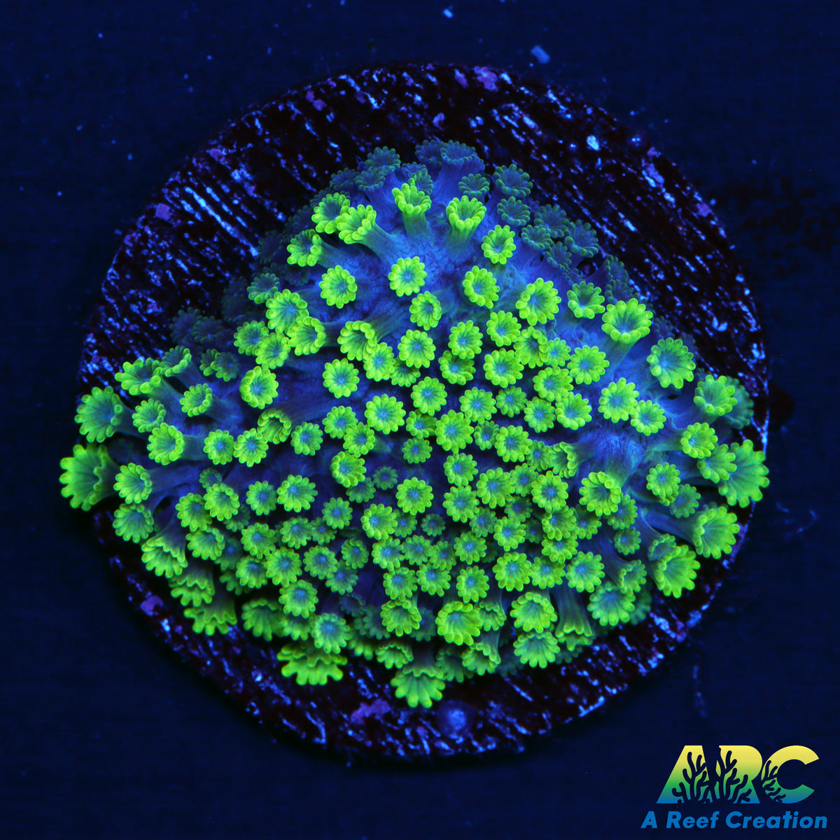 ARC Micro Goni