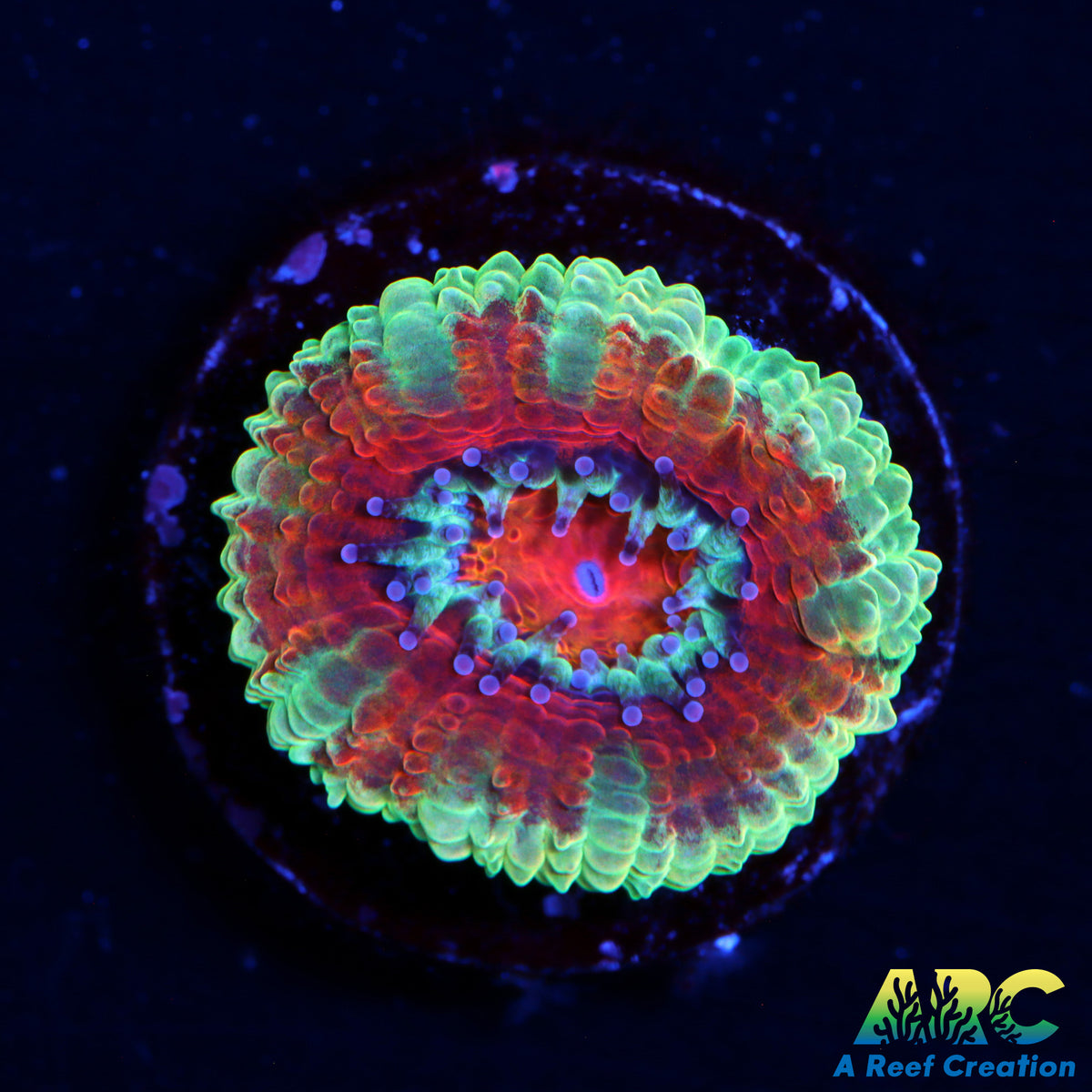 ARC Charmander Acan