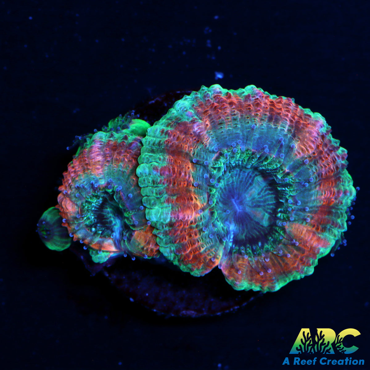 ARC Lavander Acans