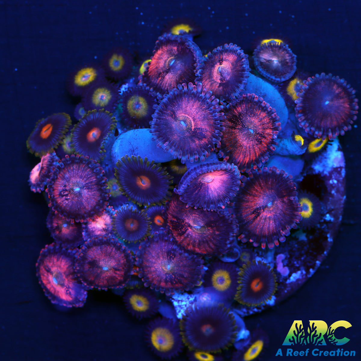 Zoa Mix