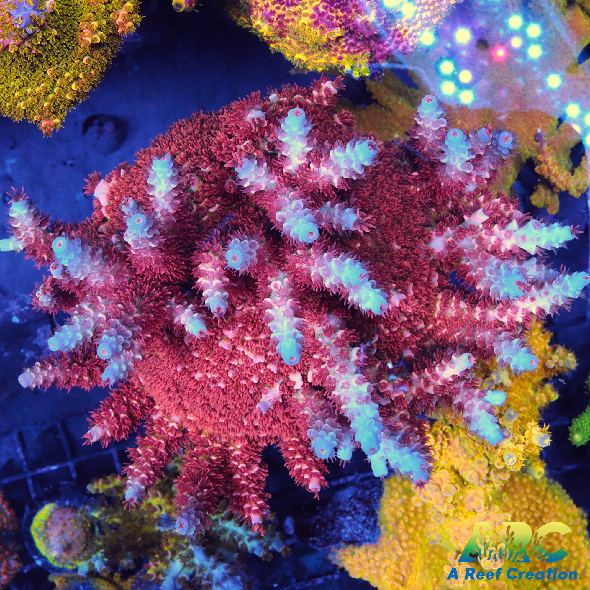 TGC Cherry Bomb Acro Mother – A Reef Creation