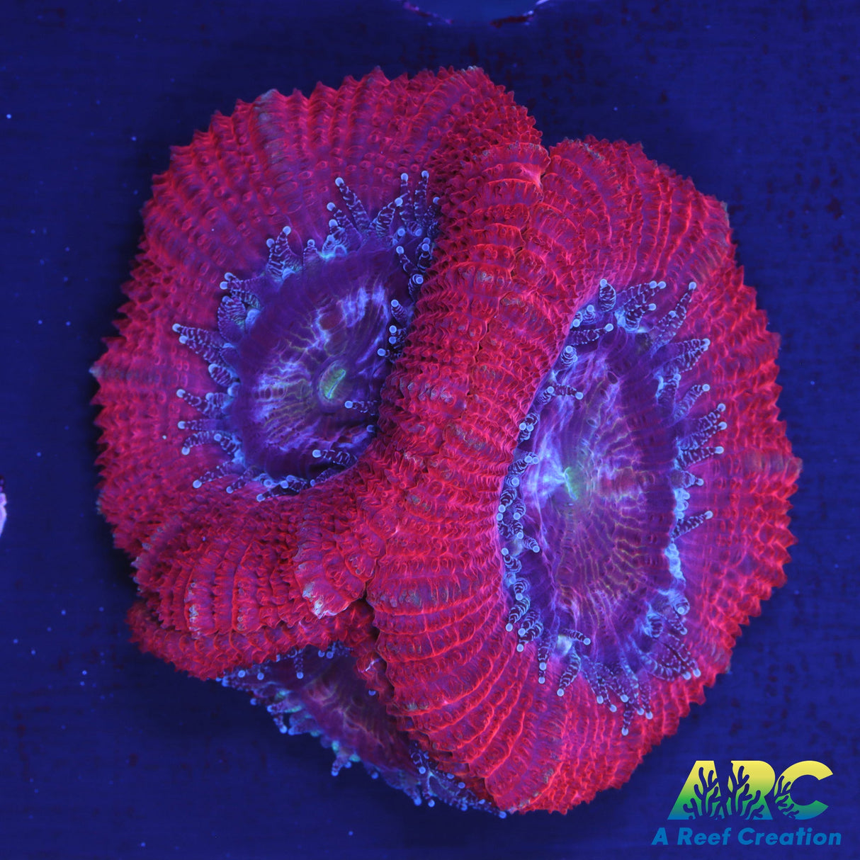 Red Large Polyp Acan