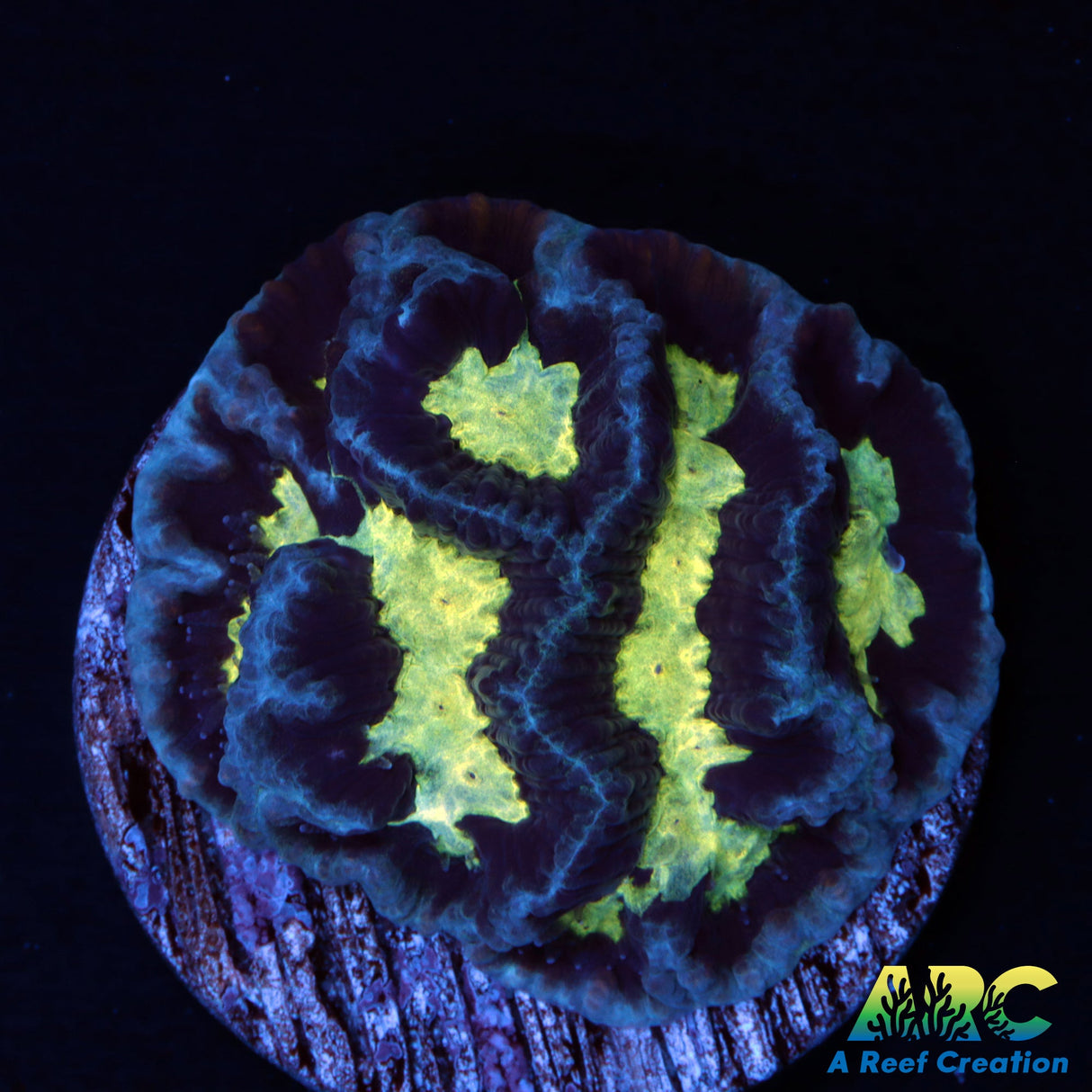 Maze Brain coral